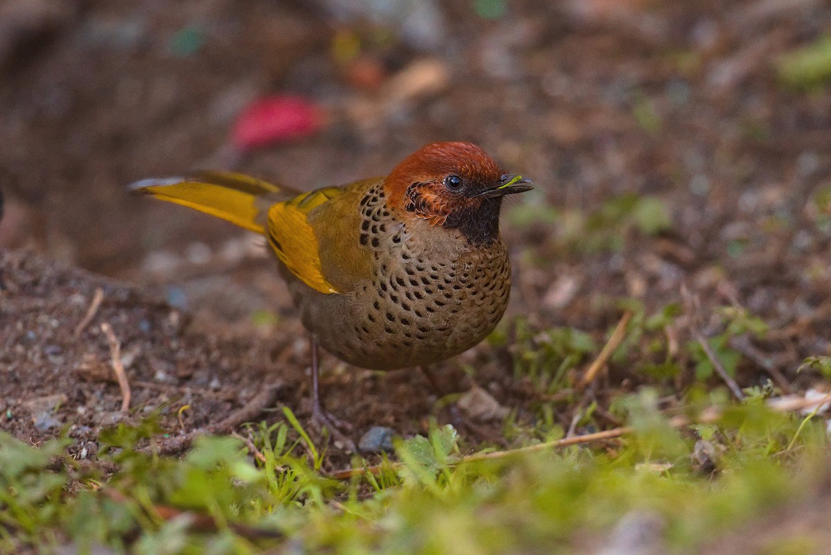 Chestnut-crowned Laughingthrush - ML629638245