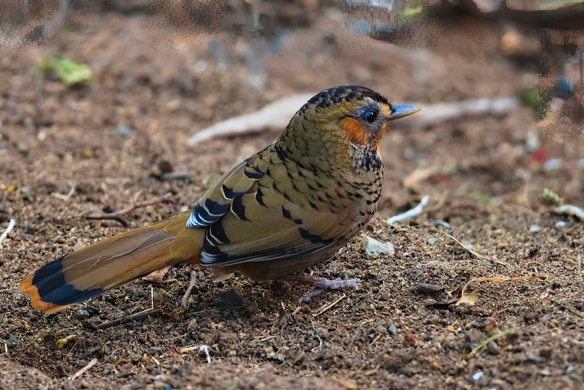 Rufous-chinned Laughingthrush - ML629638330