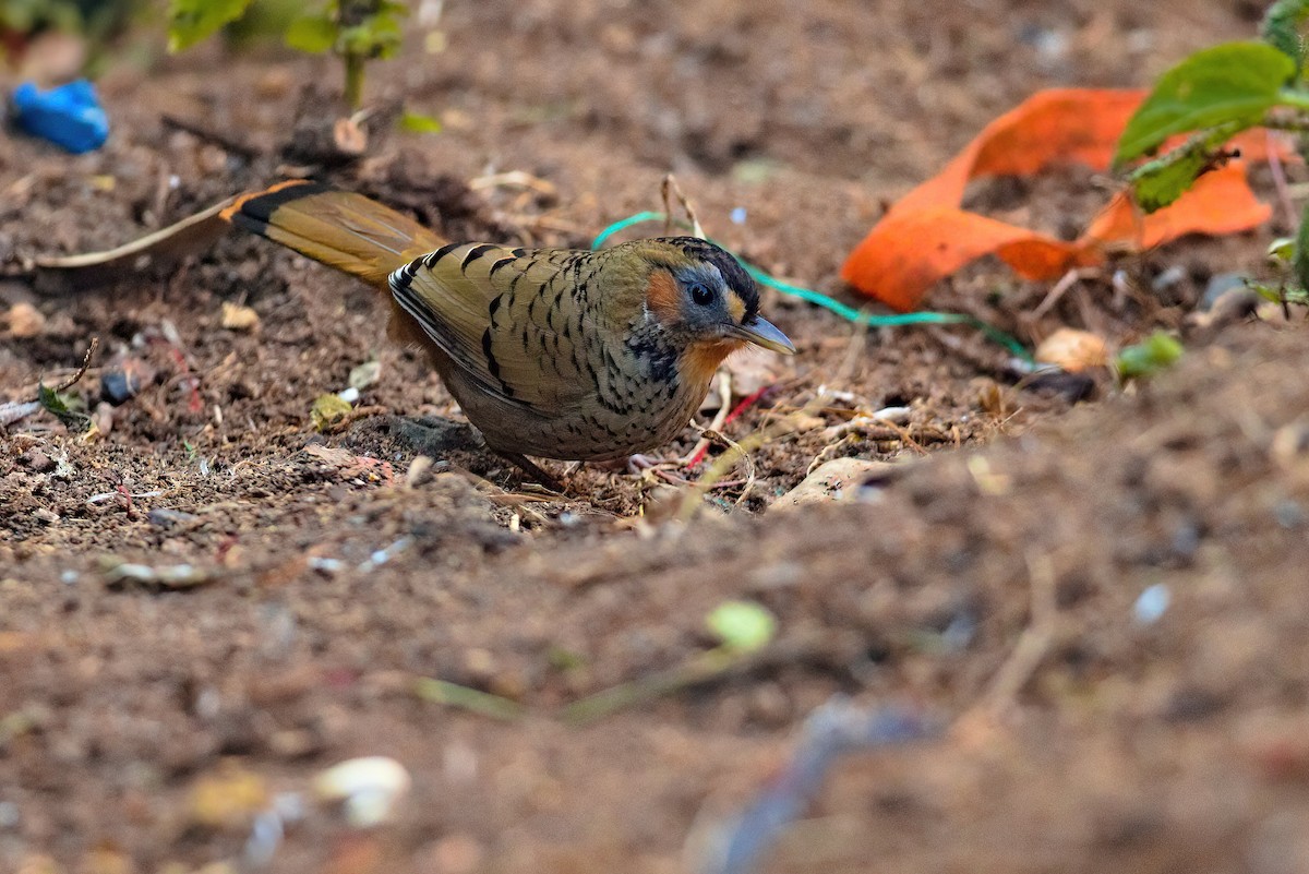 Rufous-chinned Laughingthrush - ML629638331