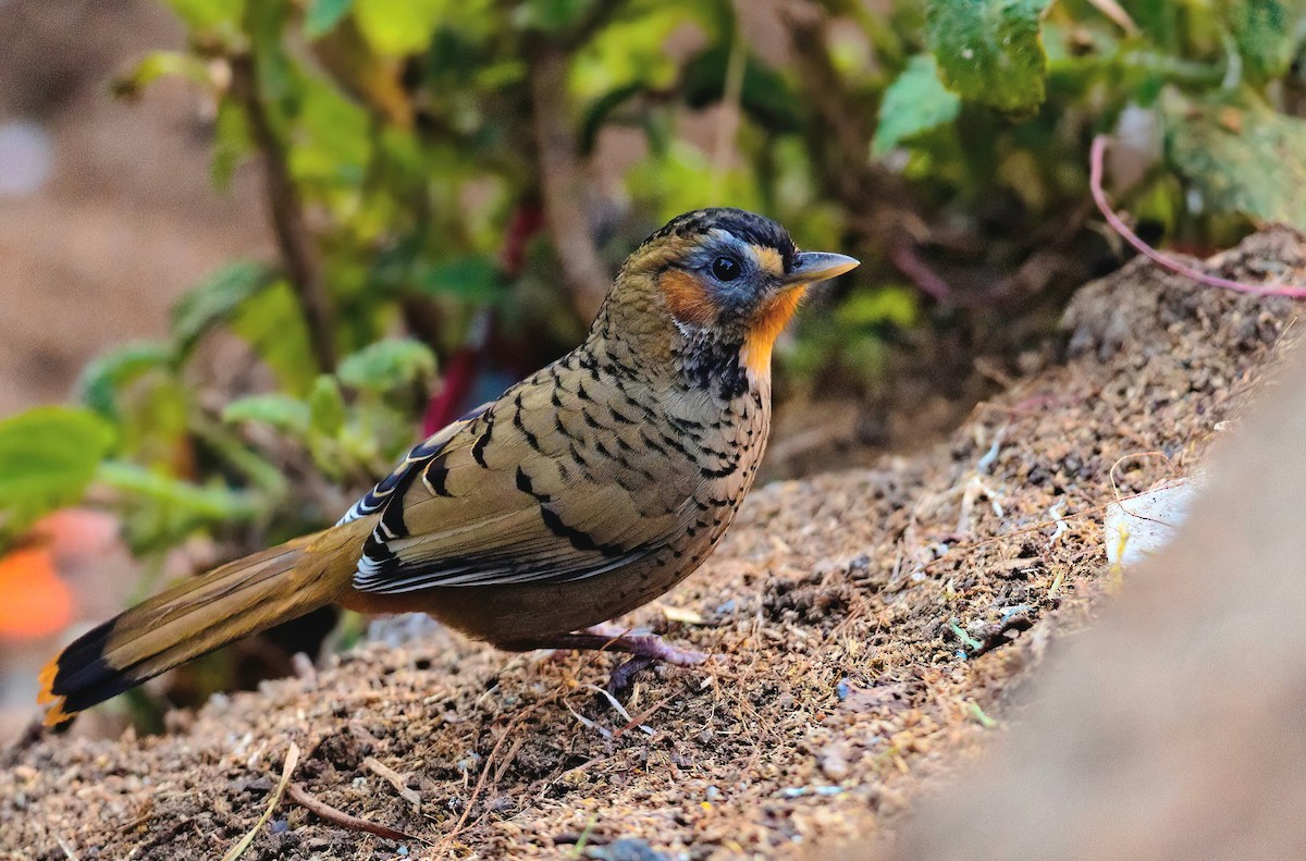 Rufous-chinned Laughingthrush - ML629638332