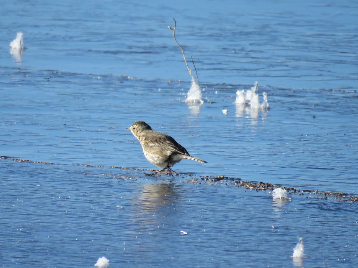 American Pipit - ML629638484