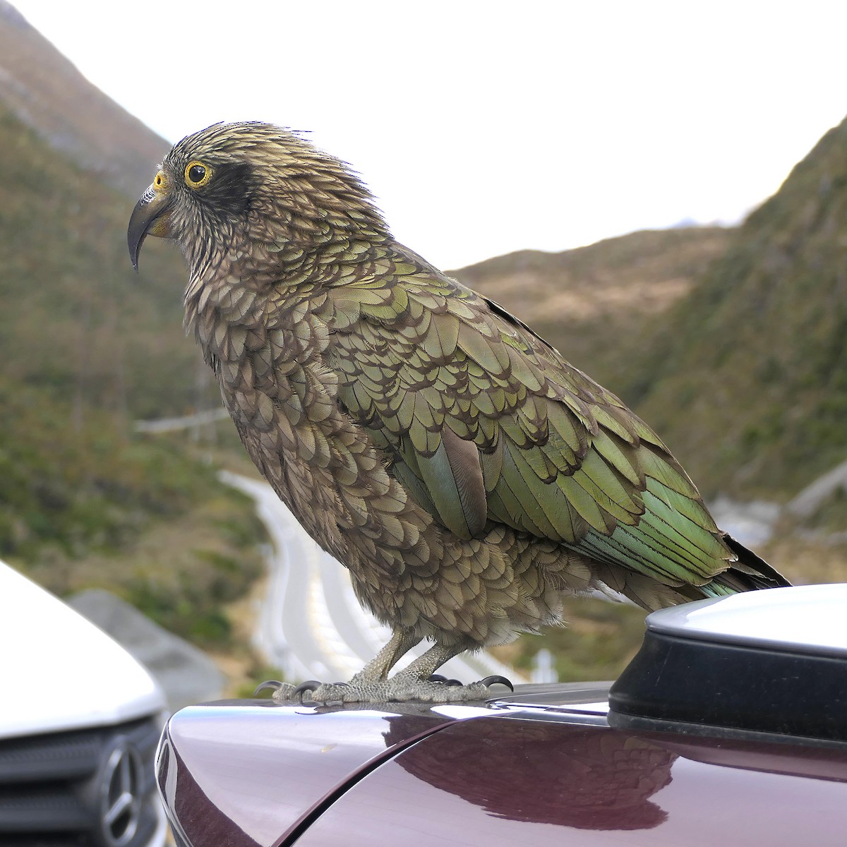 kea - ML629638498