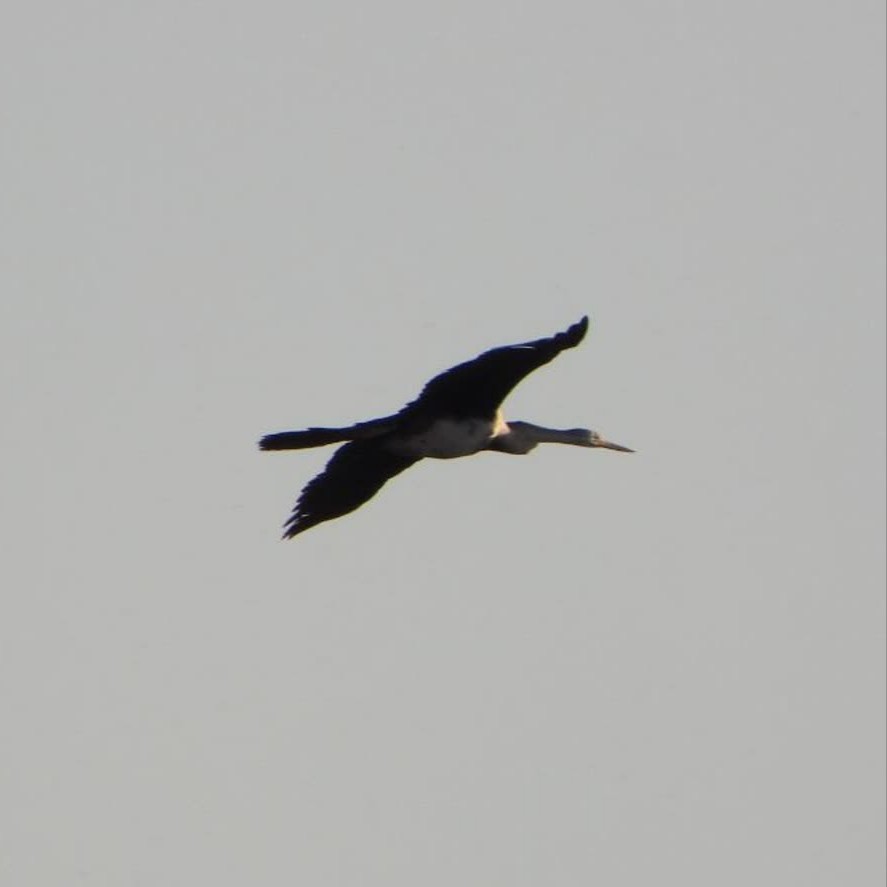 African Darter - ML629638672