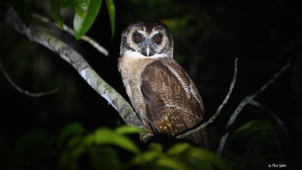 Brown Wood-Owl - ML629639116