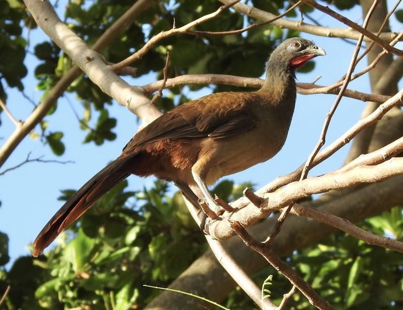 Rufous-vented Chachalaca - ML629639232