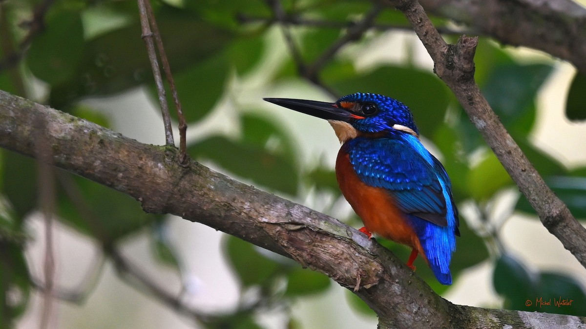 Blue-eared Kingfisher - ML629639237