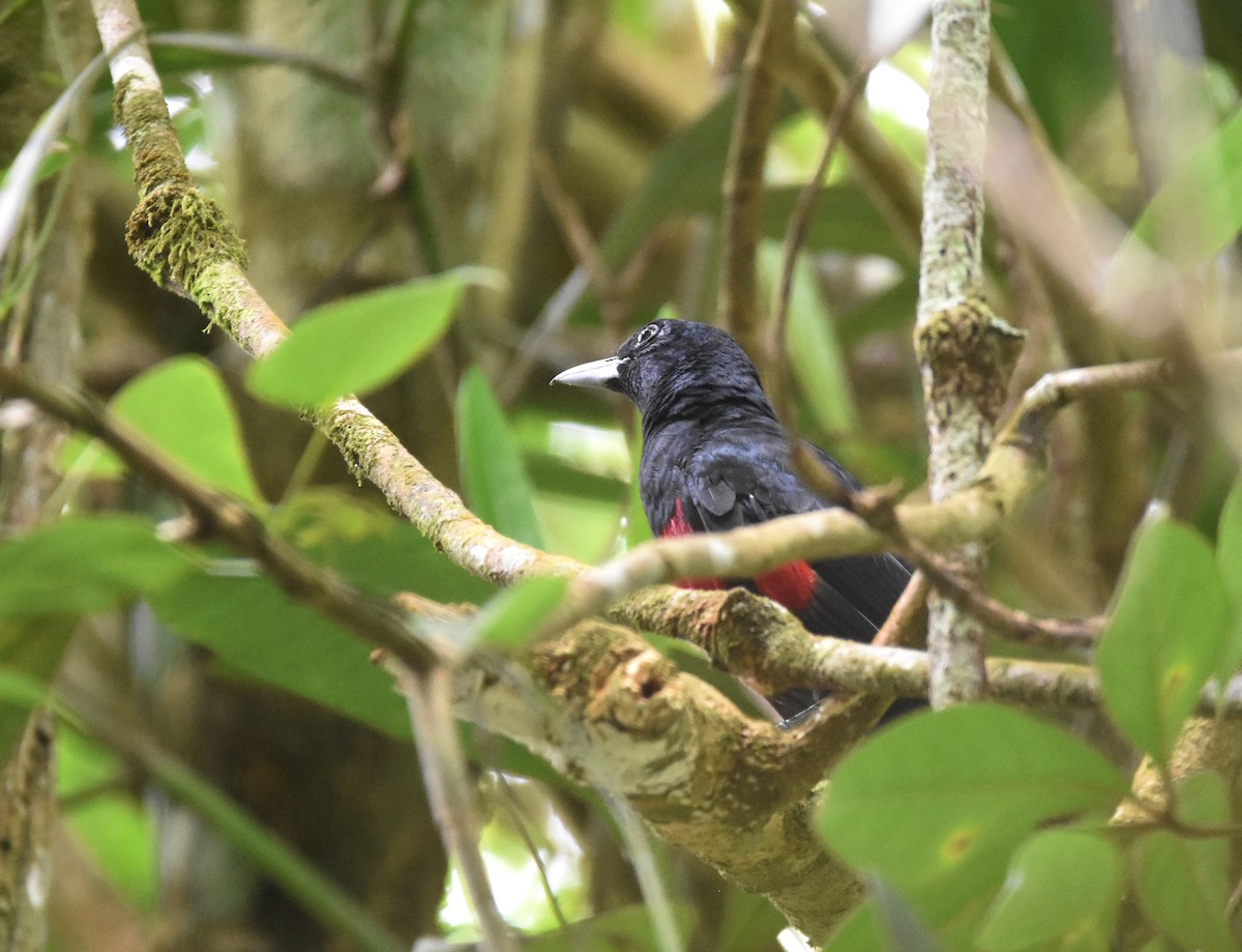 Black-and-crimson Oriole - ML629639374