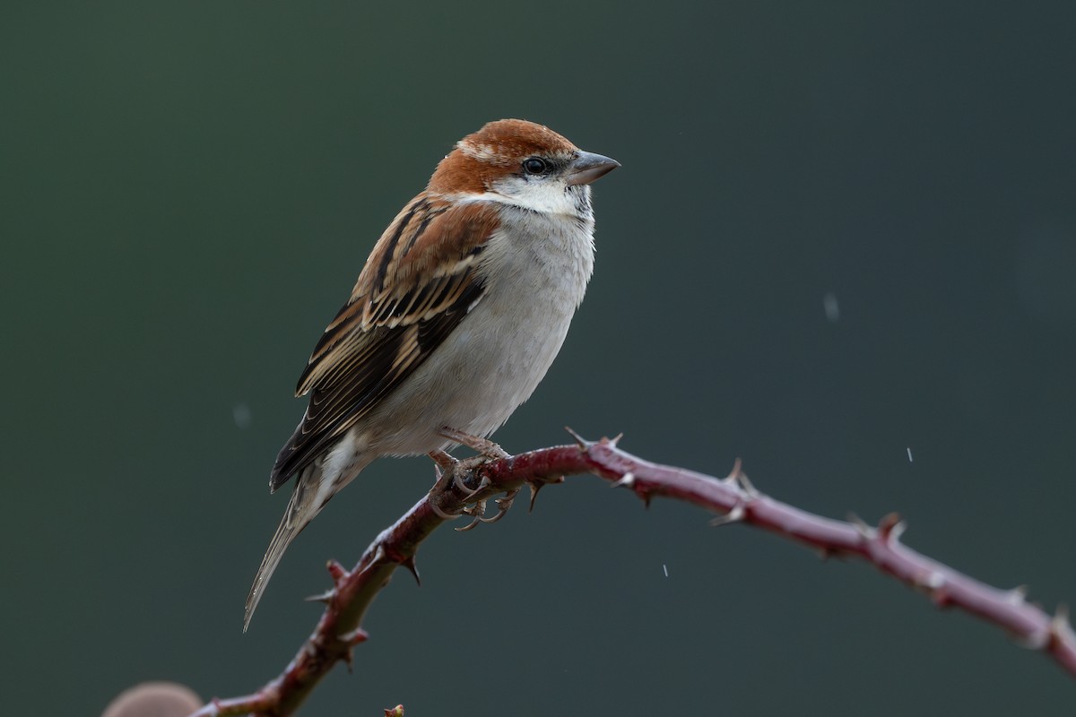 Russet Sparrow - ML629639712