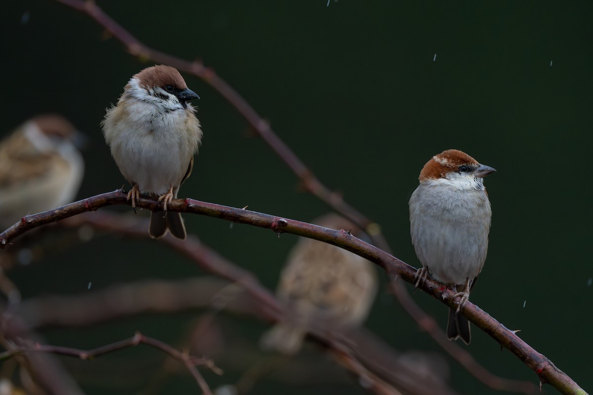 Russet Sparrow - ML629639718