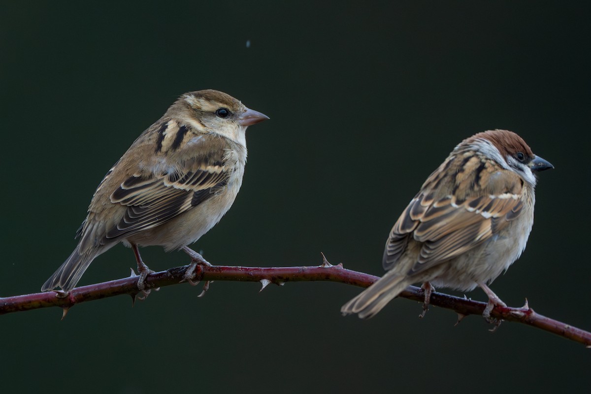 Russet Sparrow - ML629639720