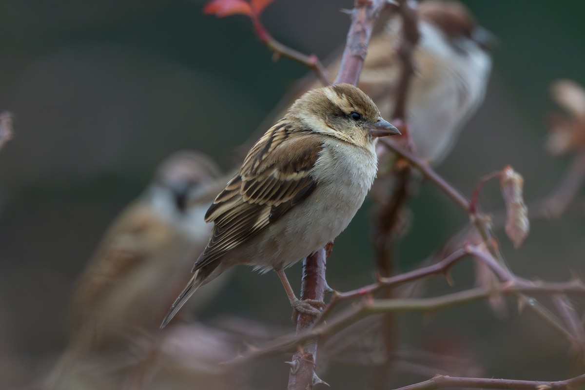 Russet Sparrow - ML629639744
