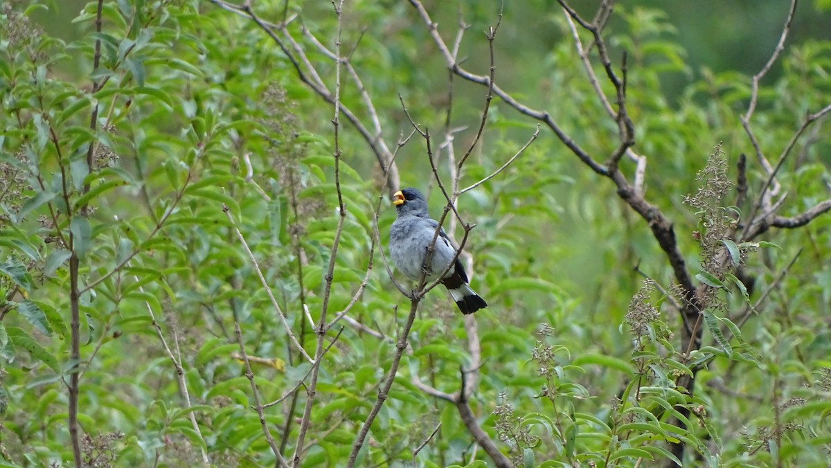 Band-tailed Seedeater - ML629639823