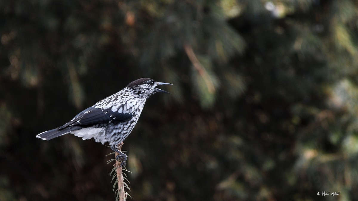 Kashmir Nutcracker - ML629639909