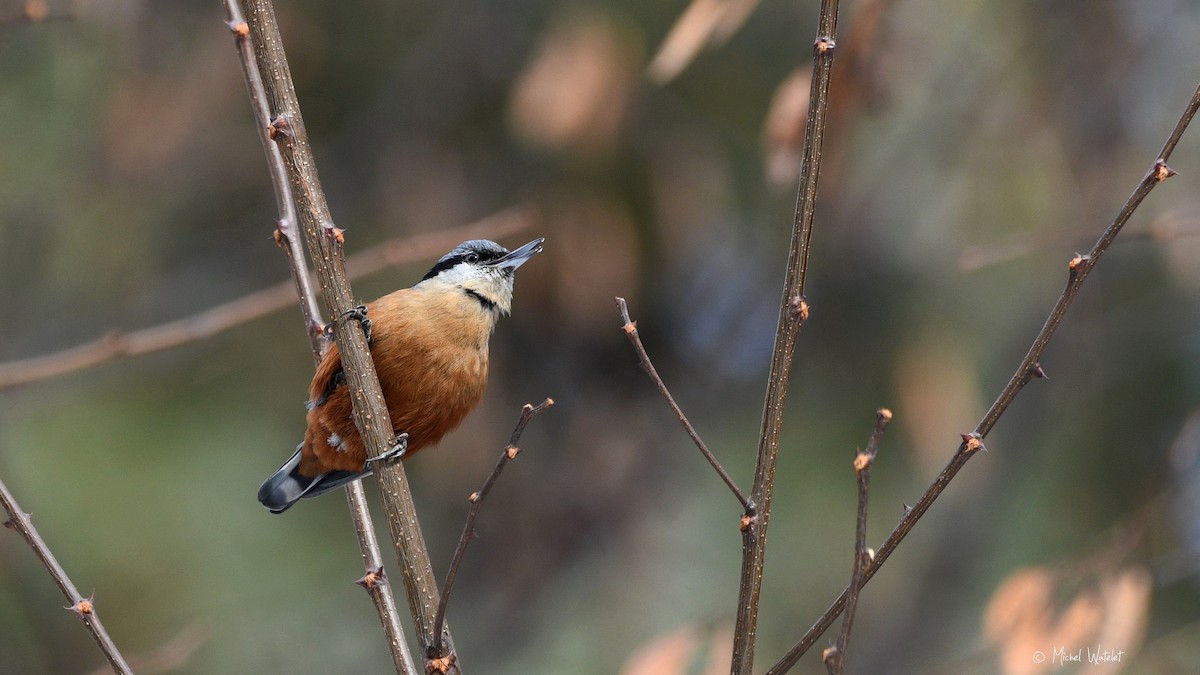 Kashmir Nuthatch - ML629639971