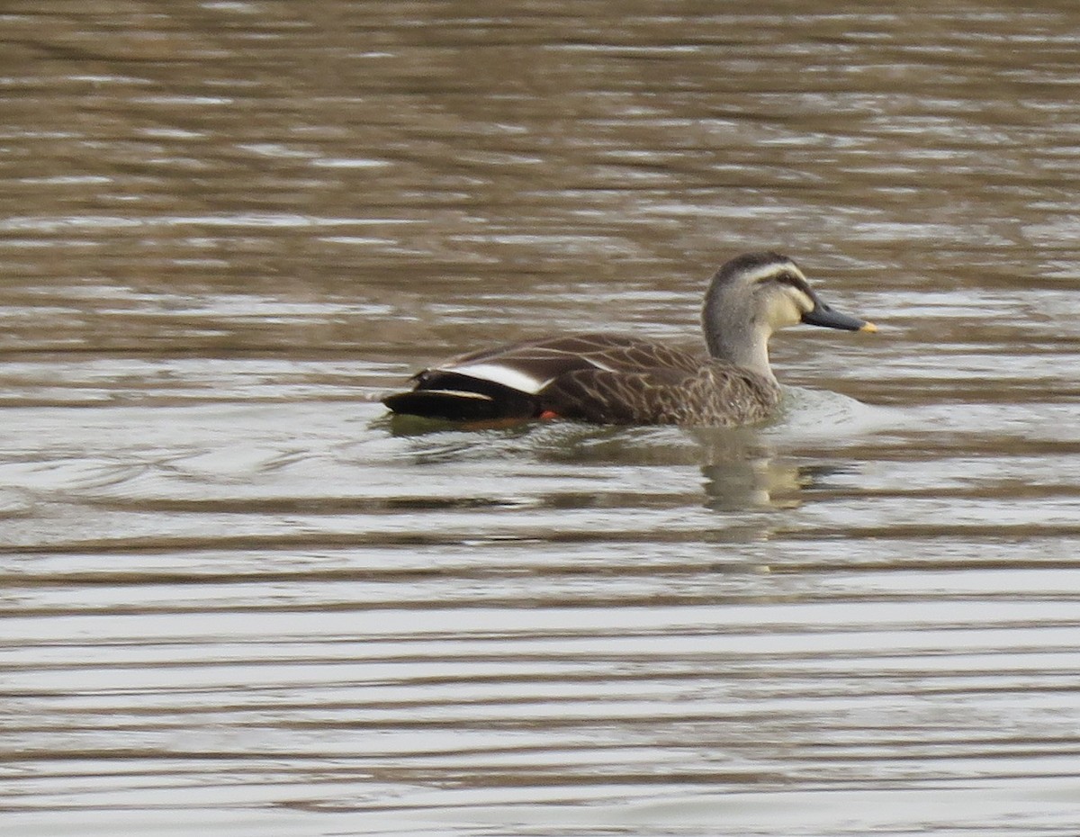 Eastern Spot-billed Duck - ML629640156