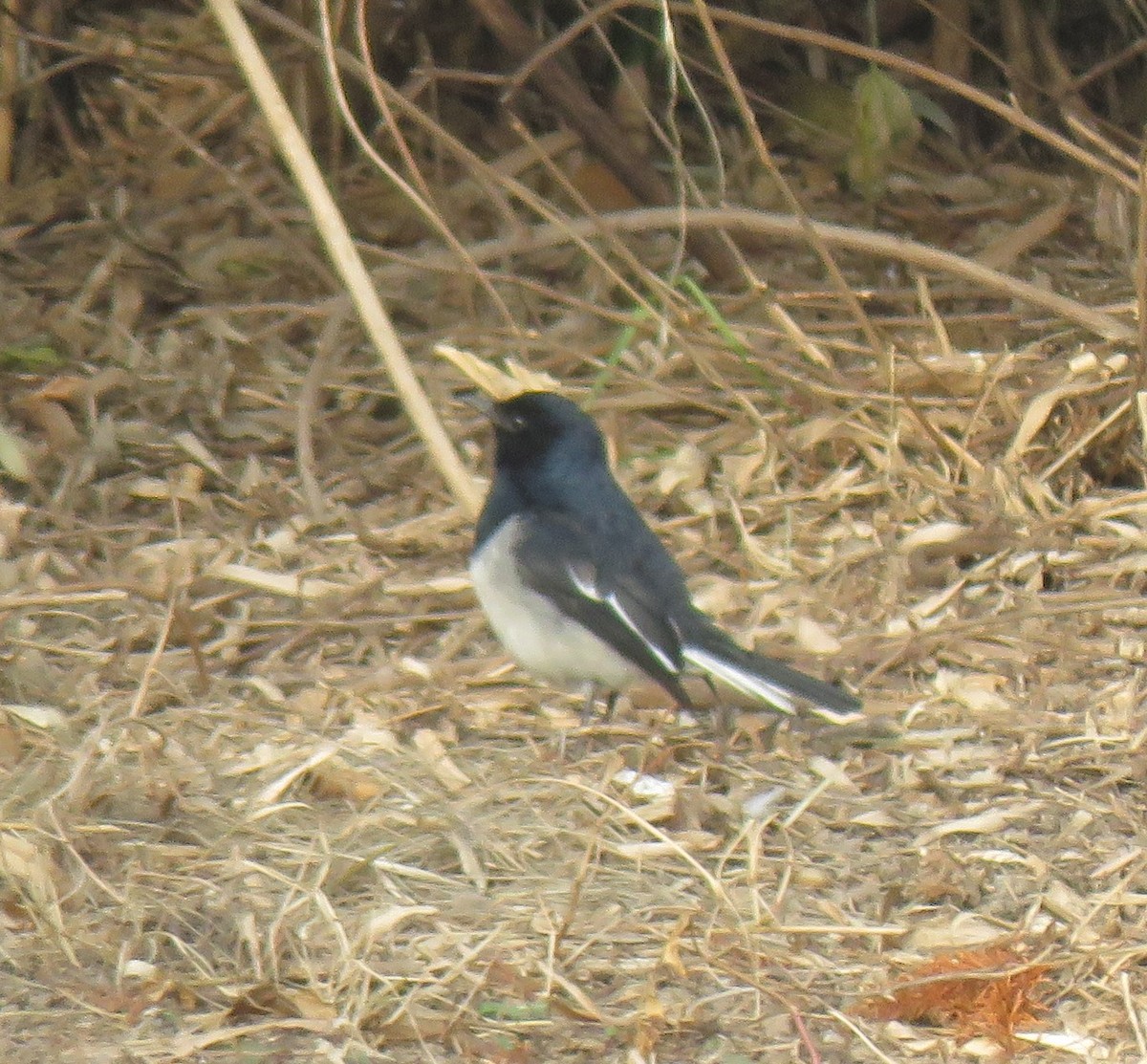 Oriental Magpie-Robin - ML629640272