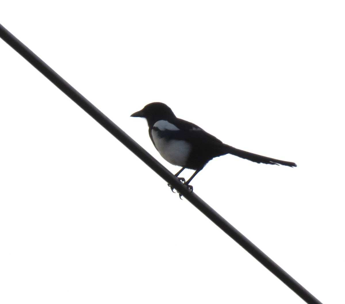 Oriental Magpie - ML629640327