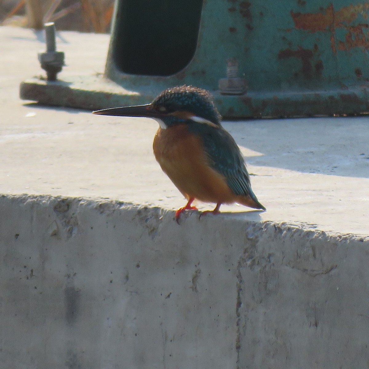 Common Kingfisher - ML629640375