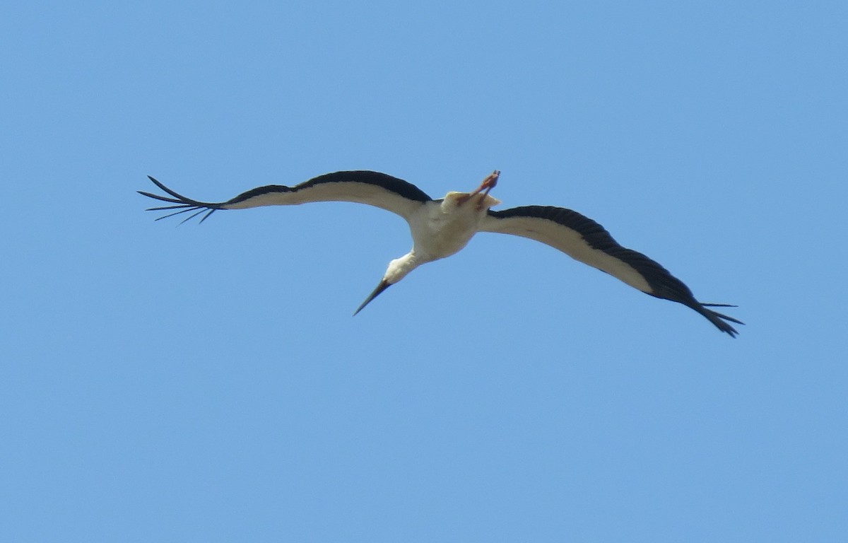 Oriental Stork - ML629640394