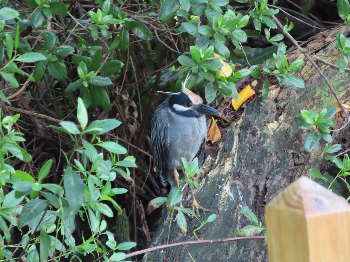 Yellow-crowned Night Heron - ML629640401