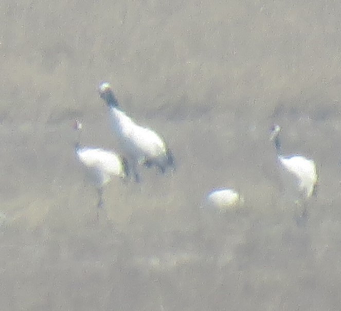 Red-crowned Crane - ML629640526