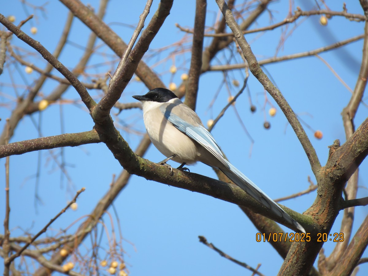 Azure-winged Magpie (Azure-winged) - ML629640592
