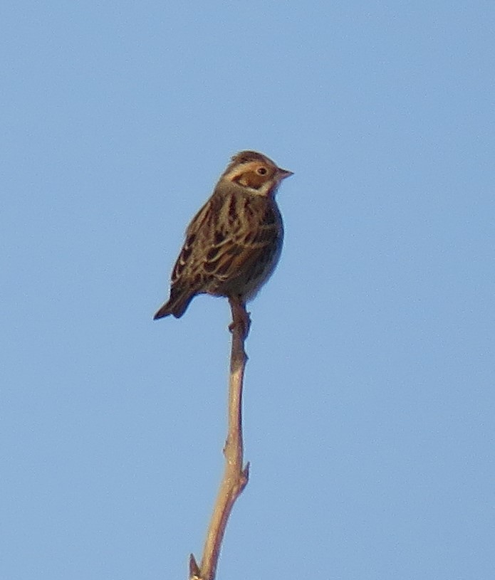 Little Bunting - ML629640655