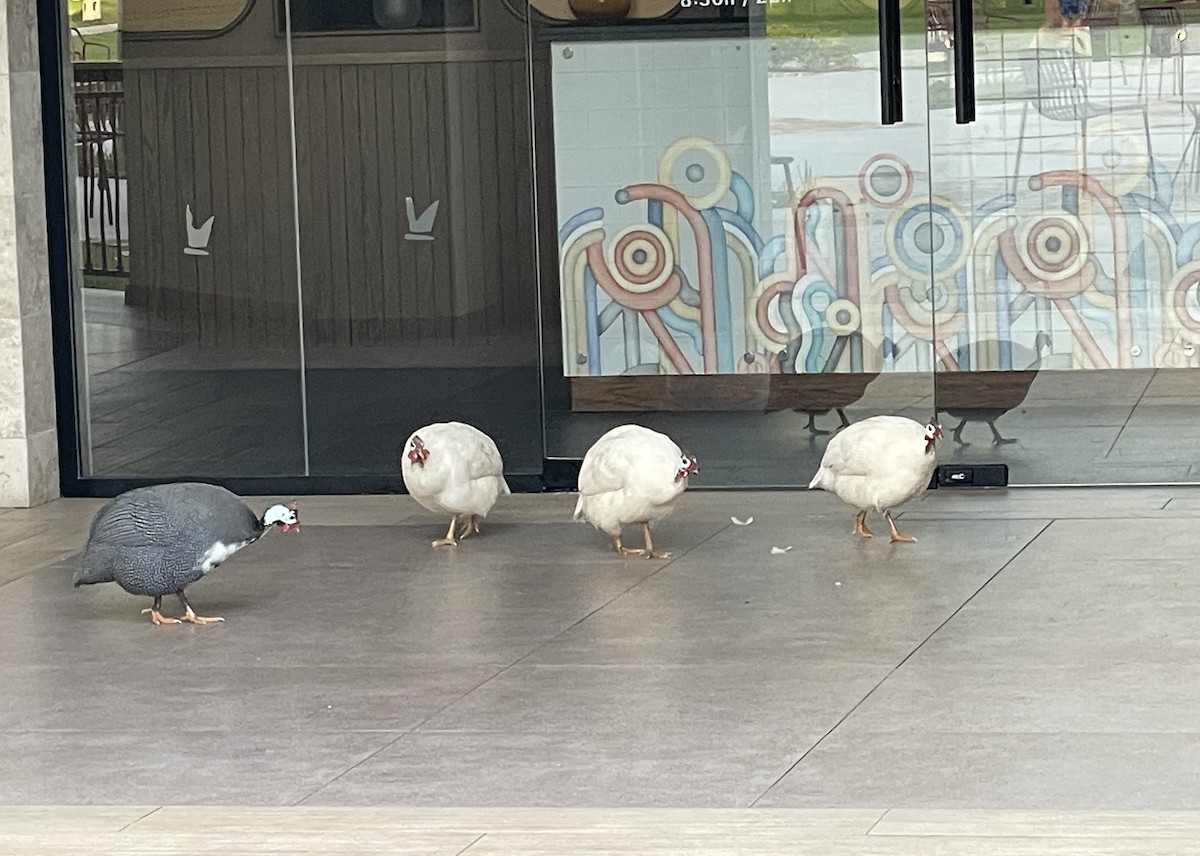 Helmeted Guineafowl - ML629640789