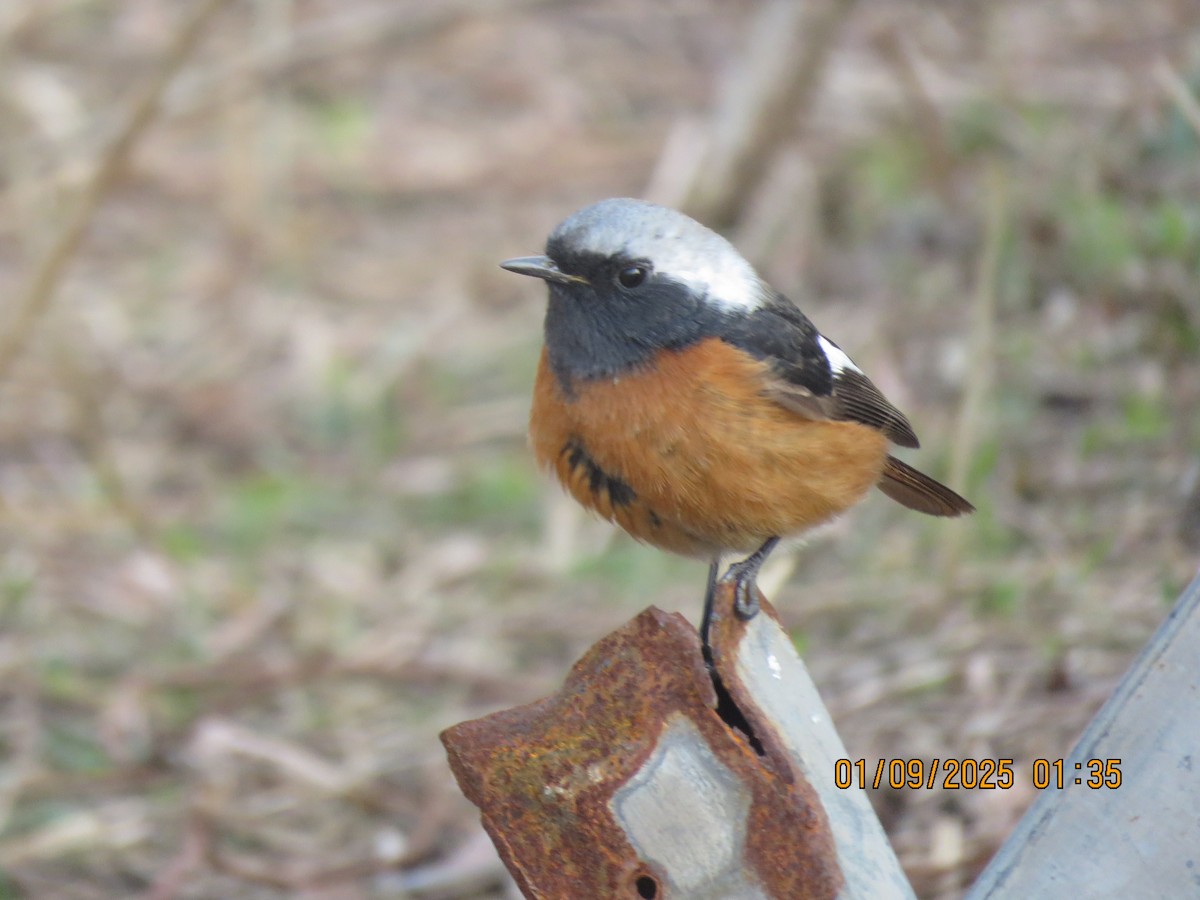 Daurian Redstart - ML629640924