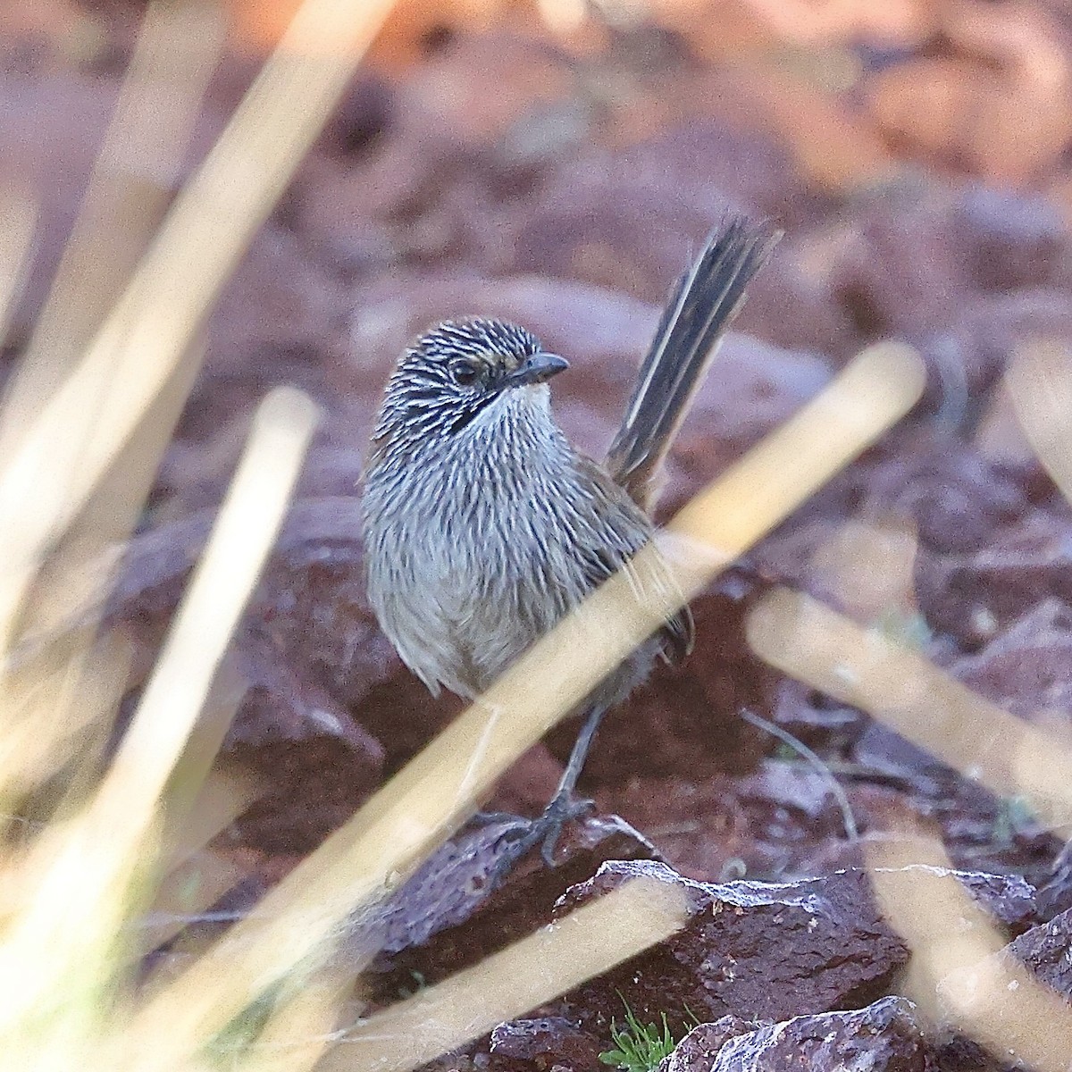 Short-tailed Grasswren - ML629640940