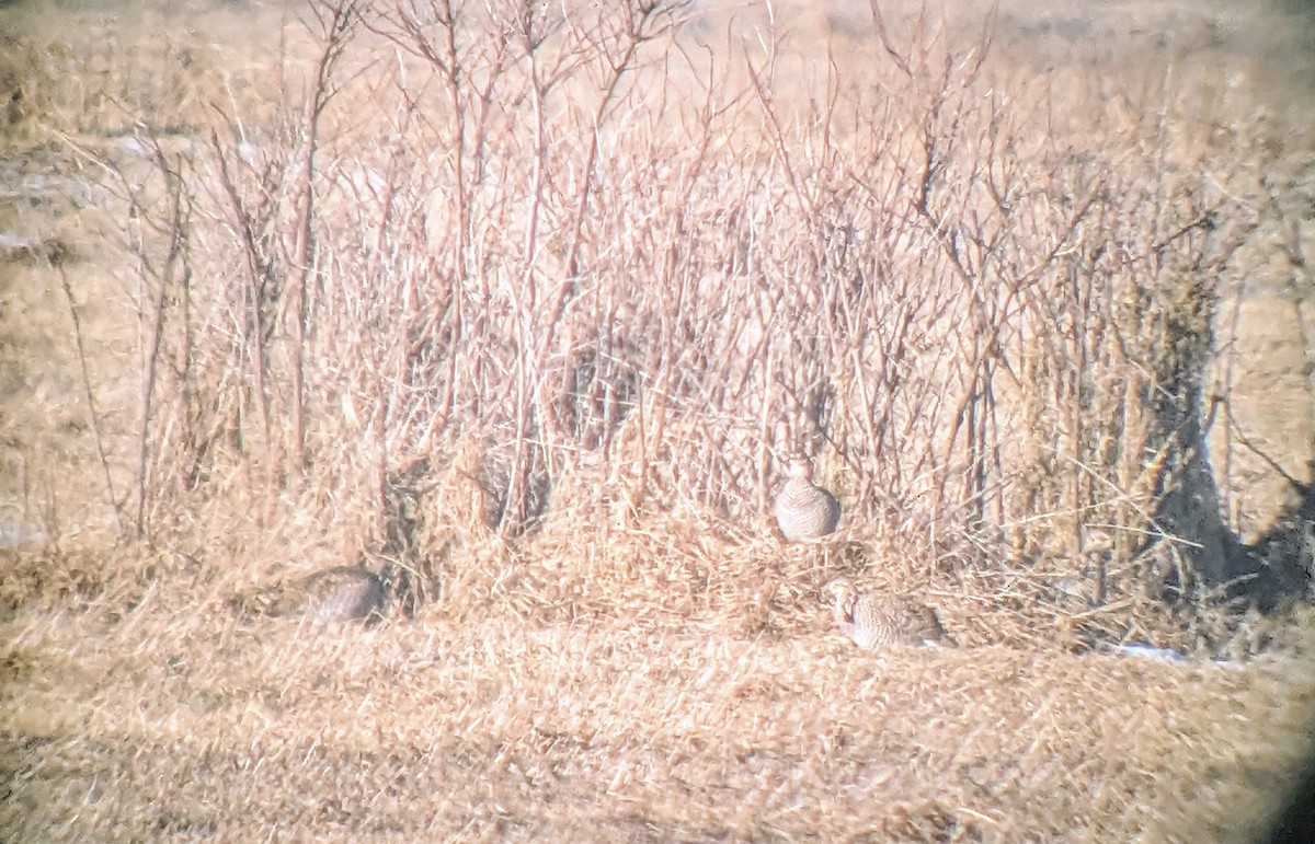 Greater Prairie-Chicken - ML629641035