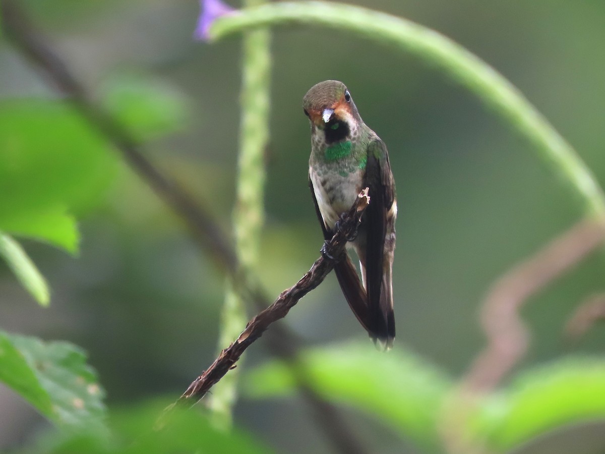 Racket-tipped Thorntail - ML629641225
