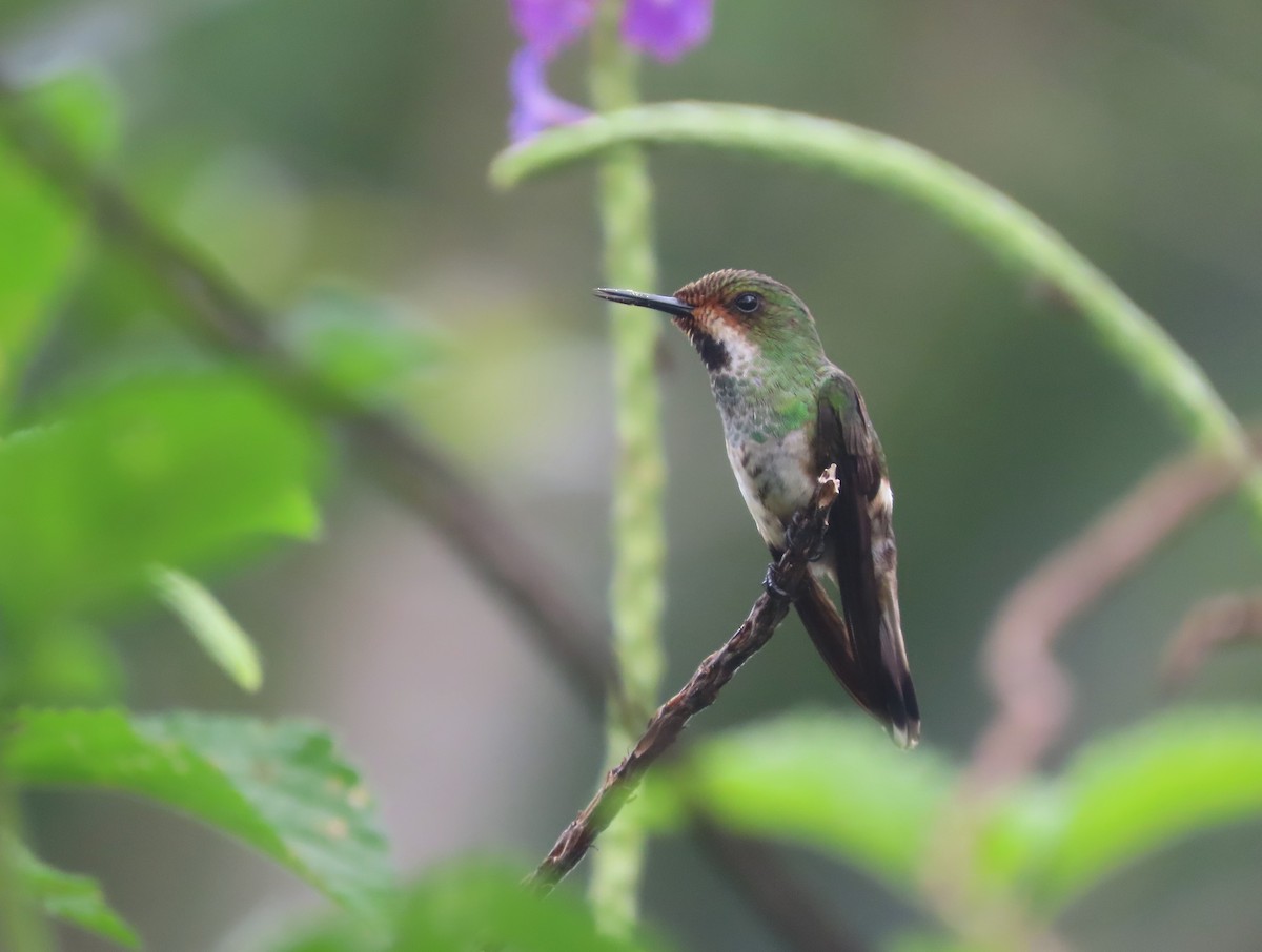 Racket-tipped Thorntail - ML629641226