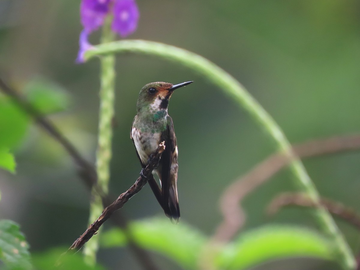 Racket-tipped Thorntail - ML629641227