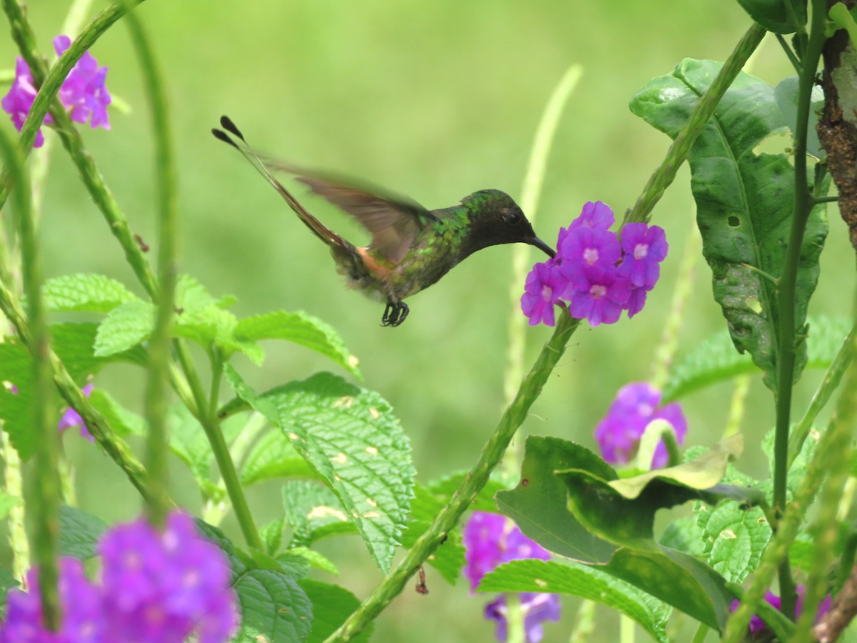 Racket-tipped Thorntail - ML629641236