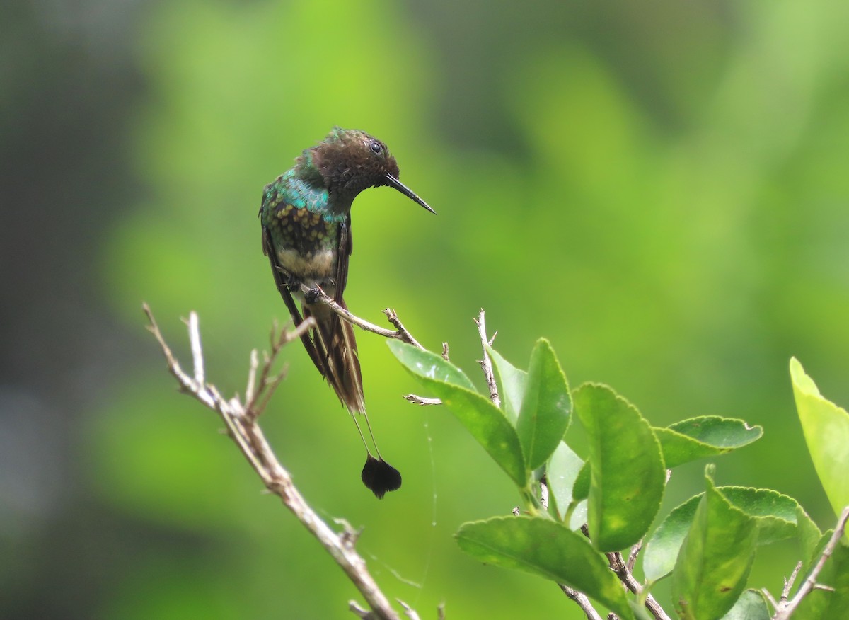 Racket-tipped Thorntail - ML629641243