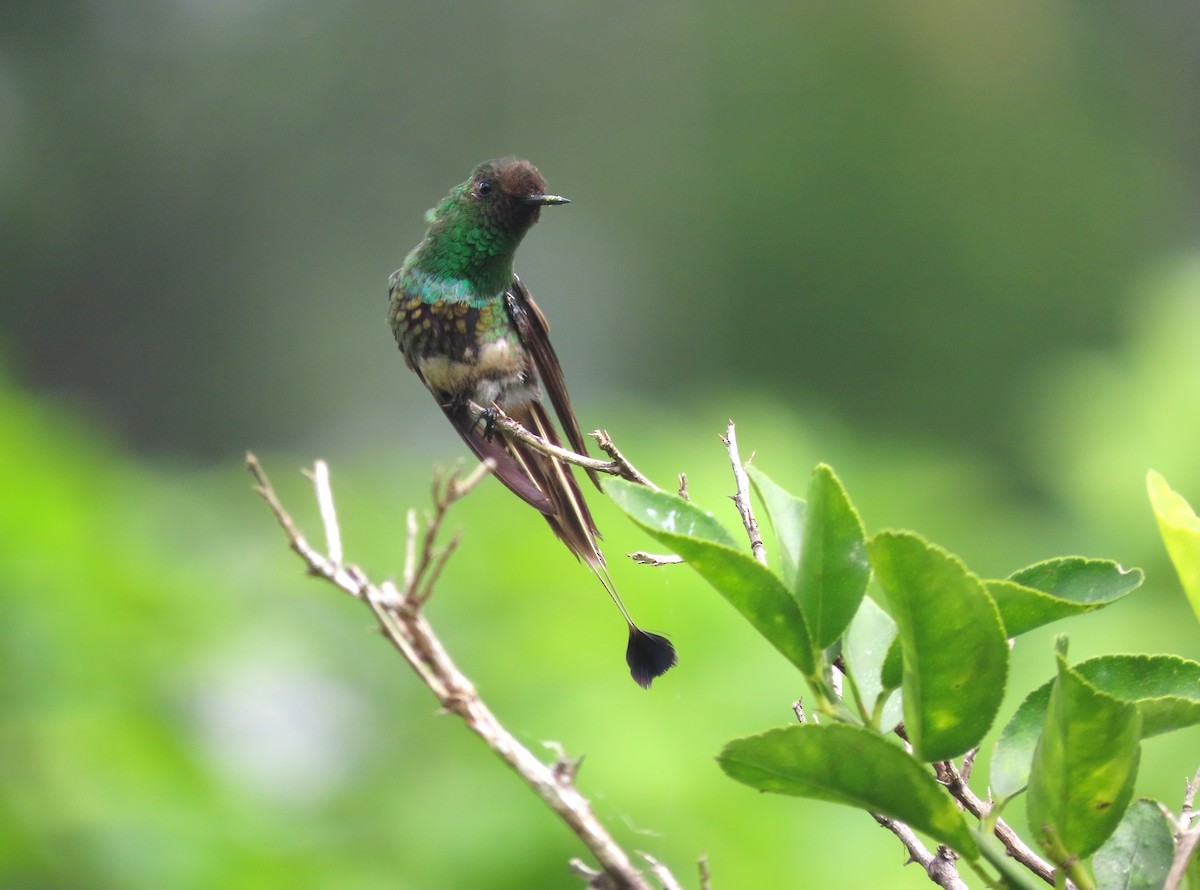 Racket-tipped Thorntail - ML629641245