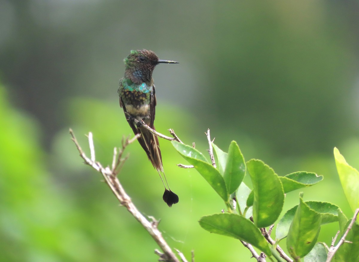 Racket-tipped Thorntail - ML629641246