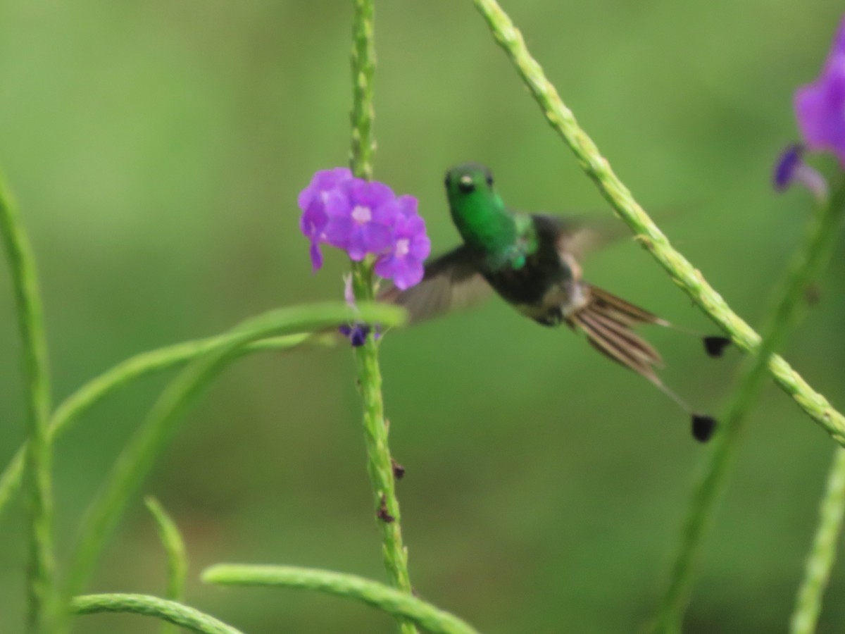 Racket-tipped Thorntail - ML629641252