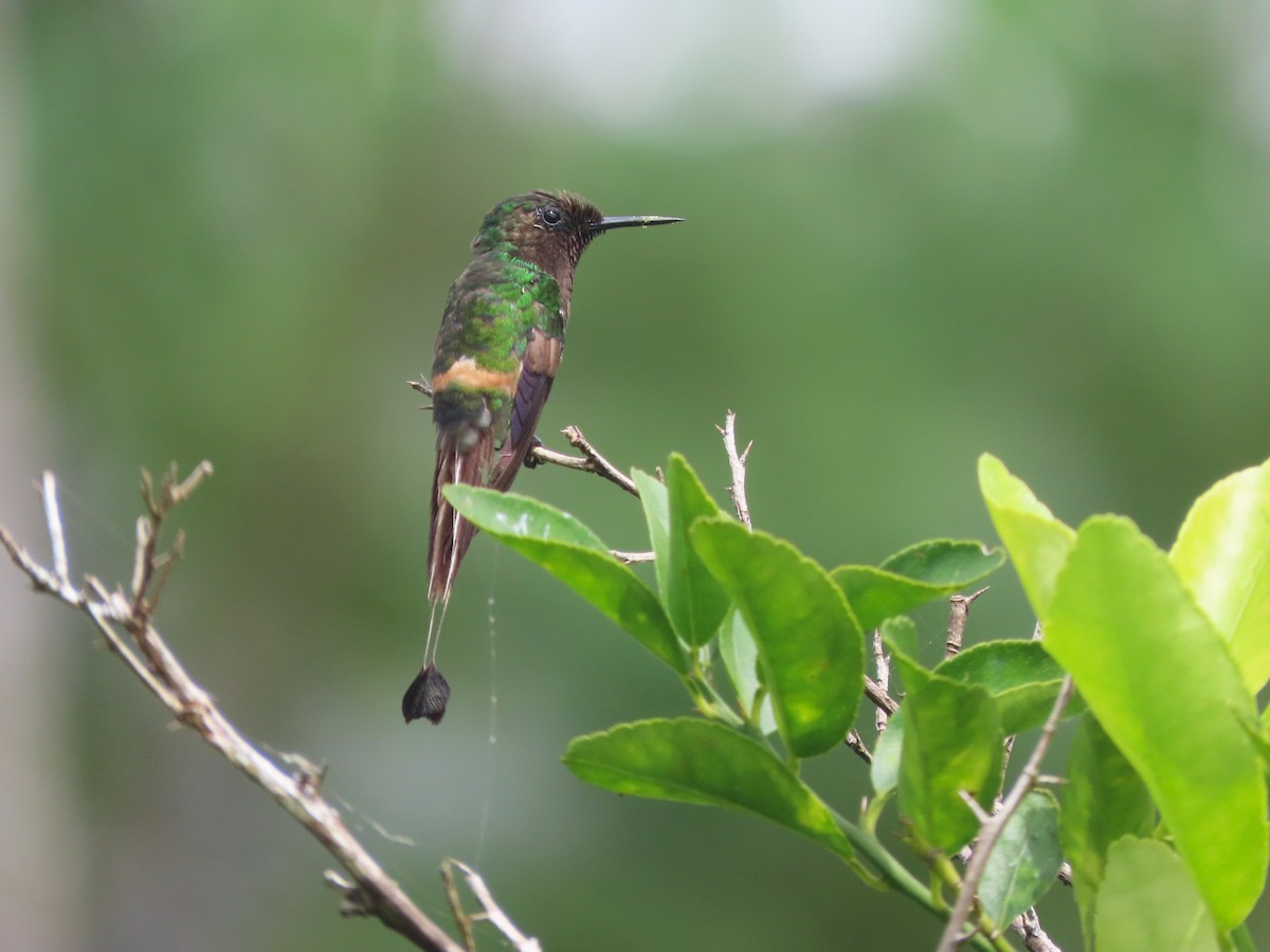 Racket-tipped Thorntail - ML629641253
