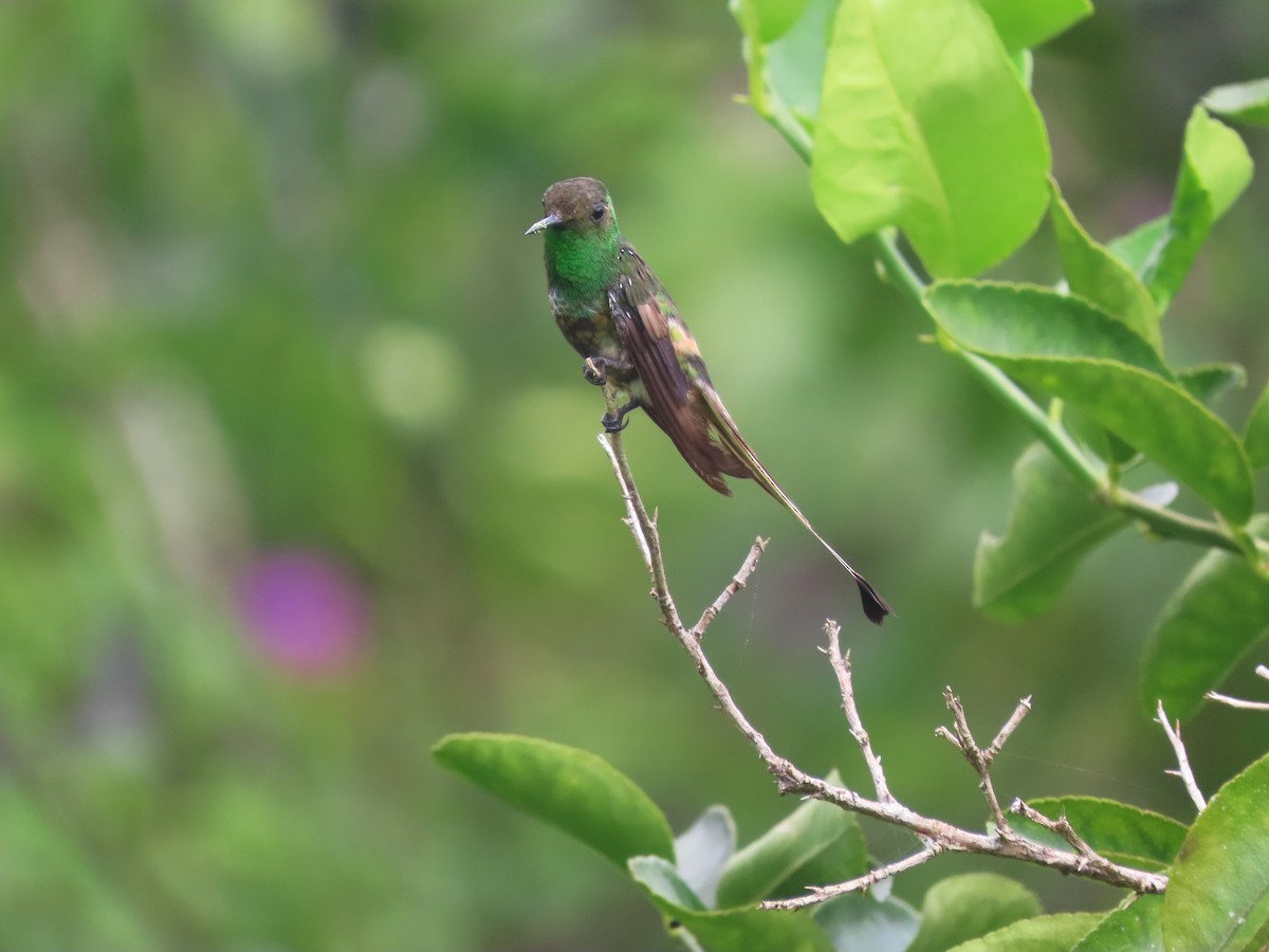 Racket-tipped Thorntail - ML629641254