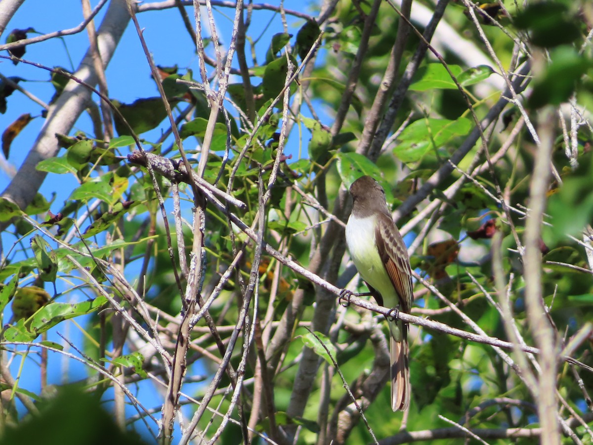 Stolid Flycatcher - ML629641351
