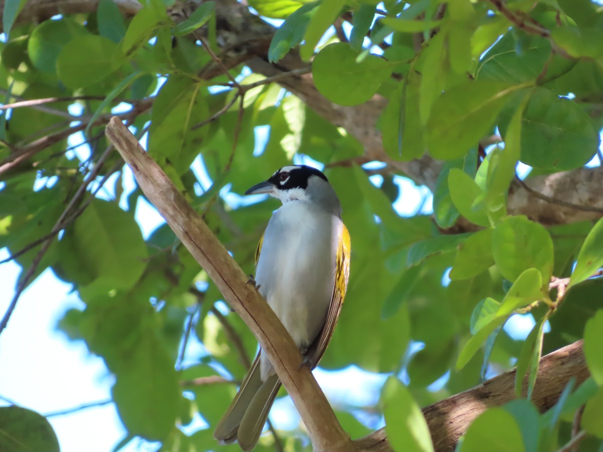 Black-crowned Palm-Tanager - ML629641354