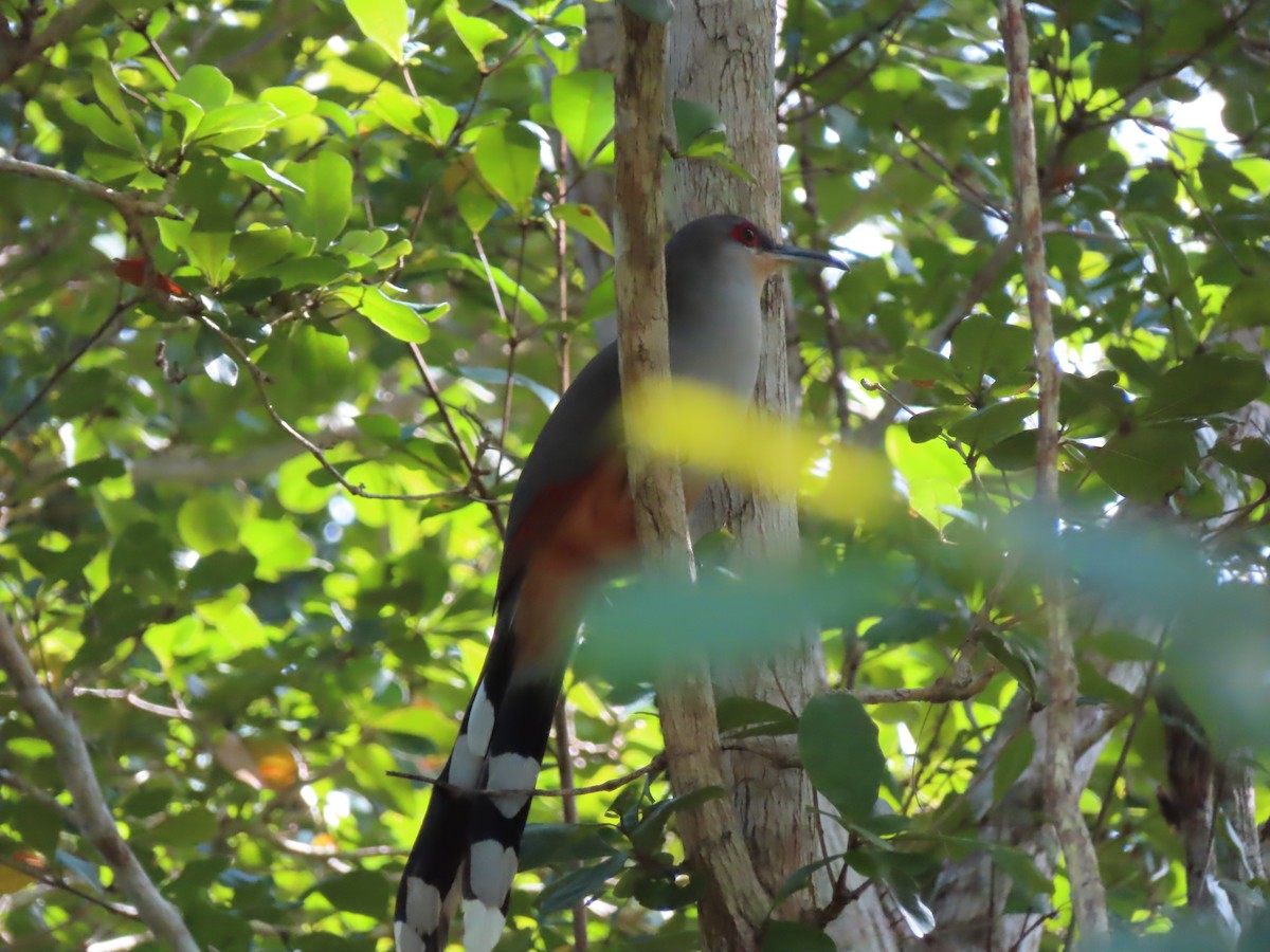 Hispaniolan Lizard-Cuckoo - ML629641362