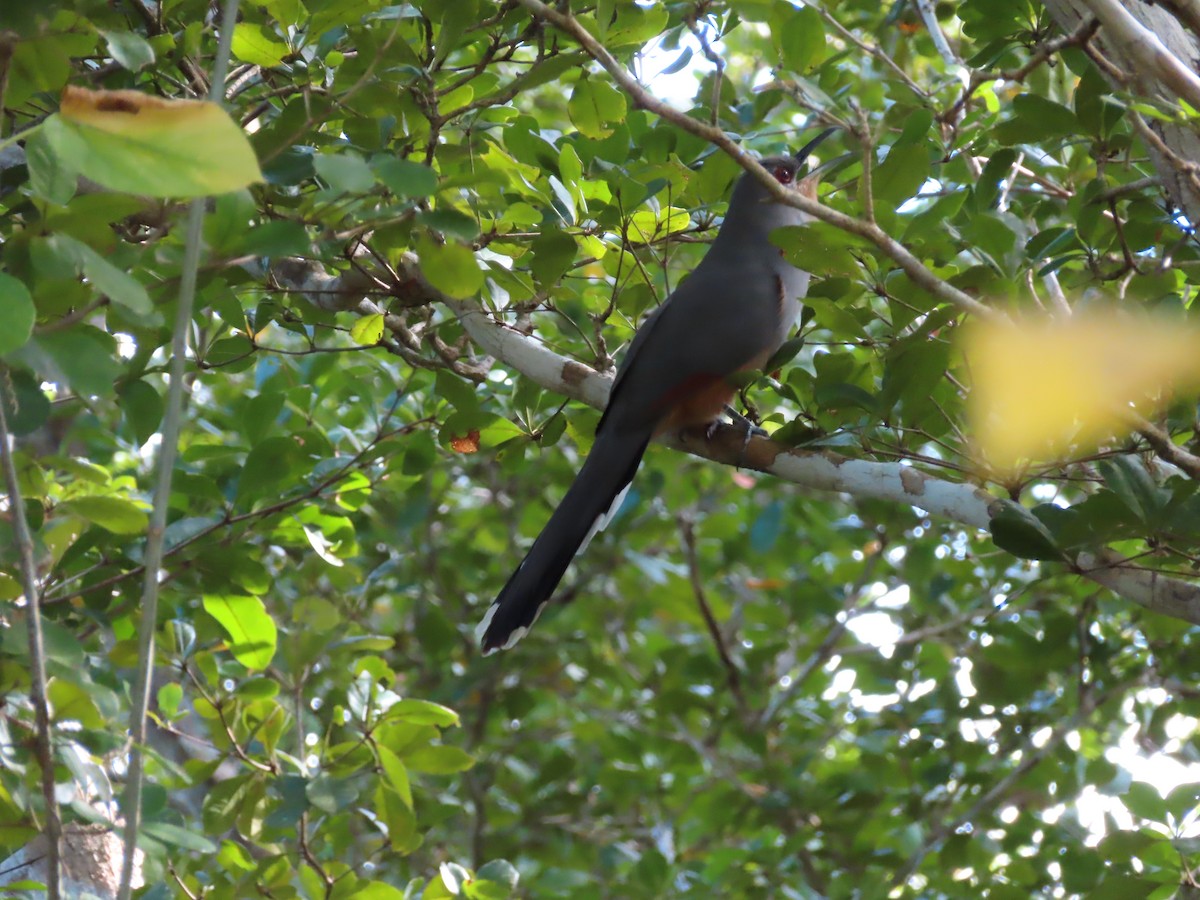 Hispaniolan Lizard-Cuckoo - ML629641363