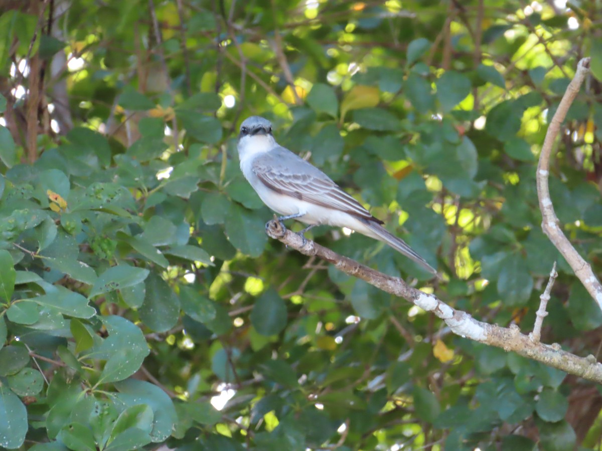 Gray Kingbird - ML629641366