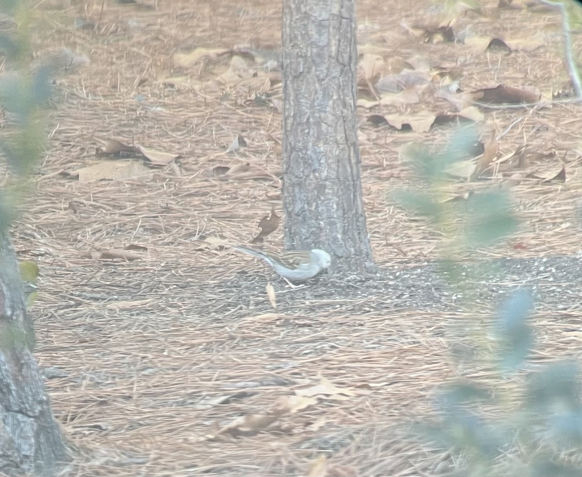 Chipping Sparrow - ML629641443
