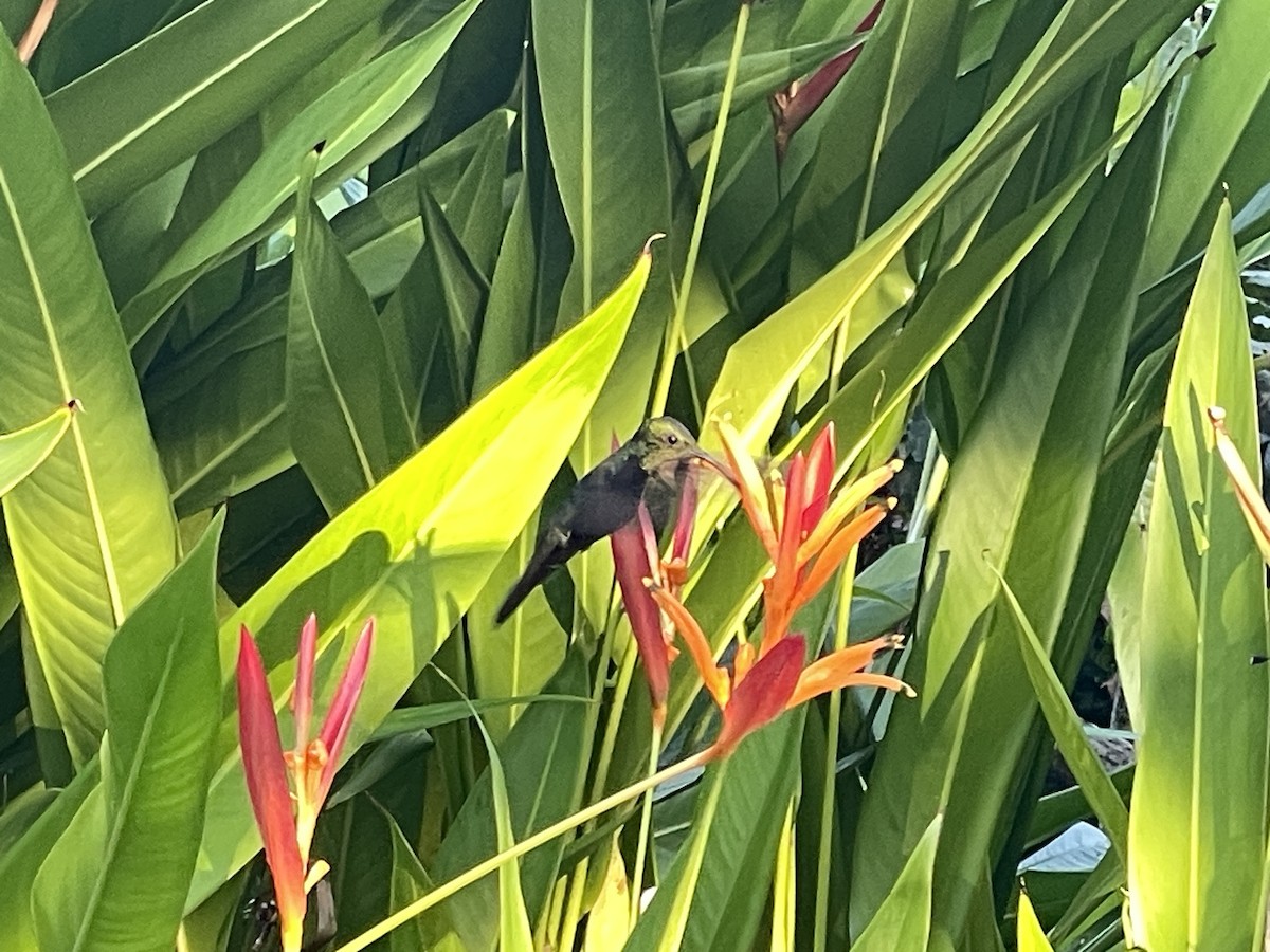 Hispaniolan Mango - ML629641452