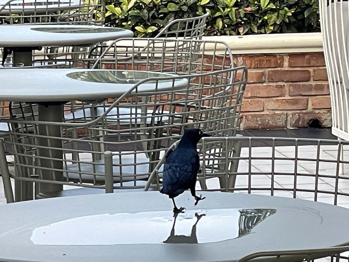 Greater Antillean Grackle - ML629641483