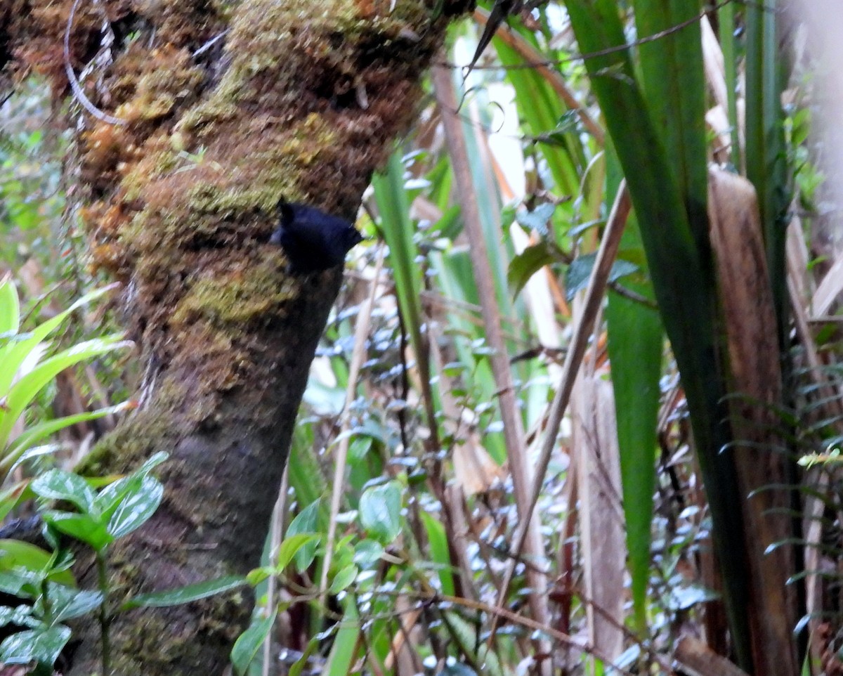 Blackish Tapaculo - ML629641695